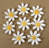 8 White Daisies