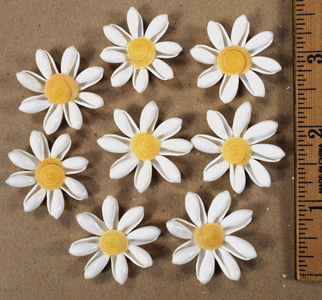 8 White Daisies