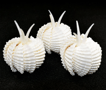 Set of 3 Ark Shell Flowers