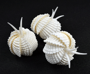 Set of 3 Ark Shell Flowers