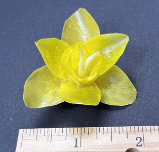 Yellow Daffodil B
