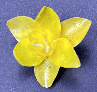 Yellow Daffodil B