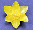 Yellow Daffodil A